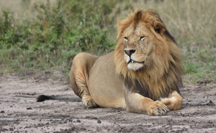 Mara Lions masai-mara-safari-tours