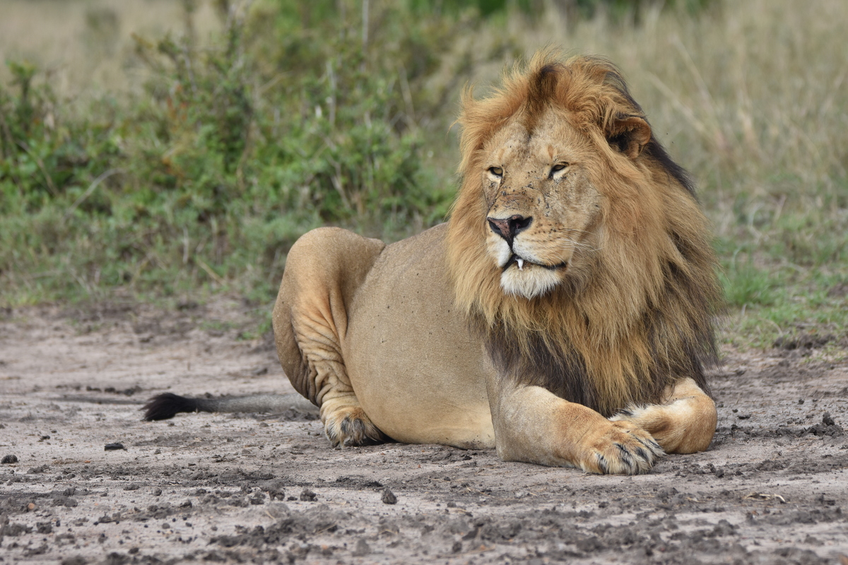 Masai Mara Safari Touren masai-mara-safari-touren