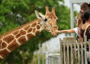 excursions-to-giraffe-centre-kenya