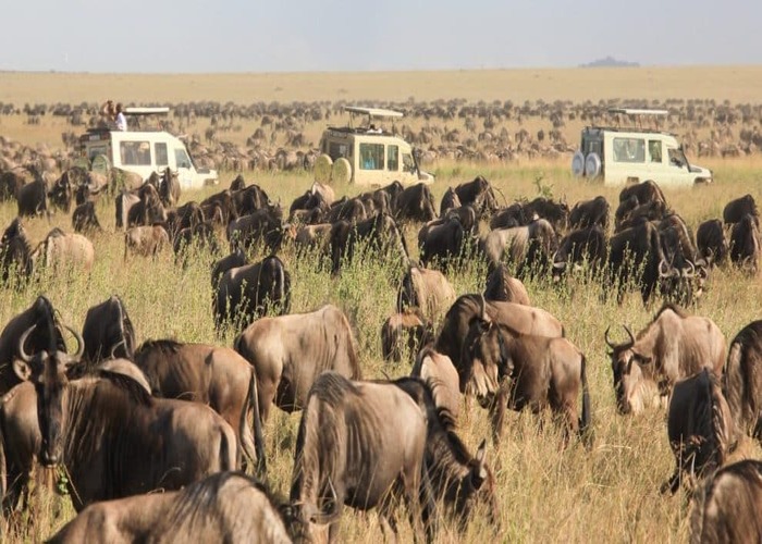 amazing-facts-about-the-annual-wildebeest-migration