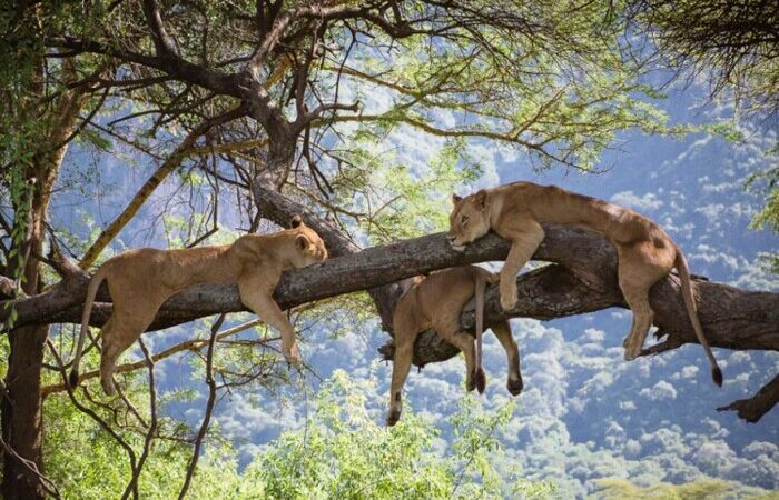 lake-manyara-national-park