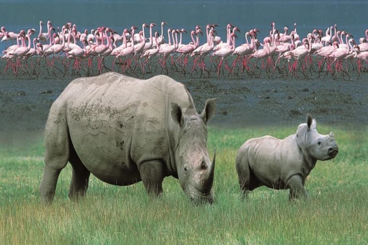 lake-nakuru-national-park