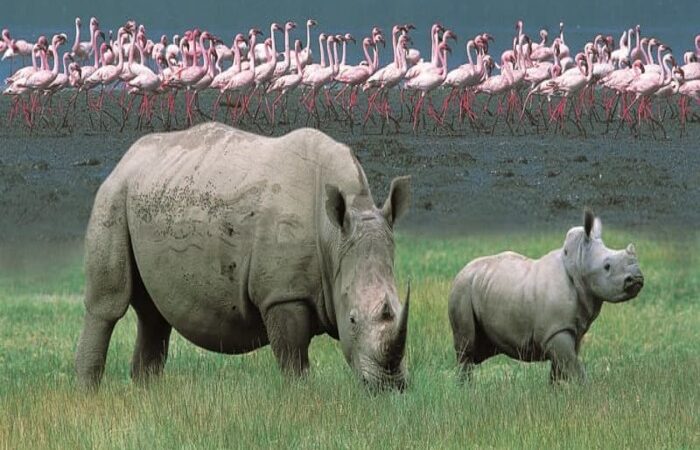 lake-nakuru-national-park-trave-guide