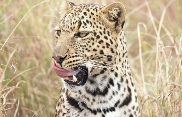 masai-mara-national-reserve