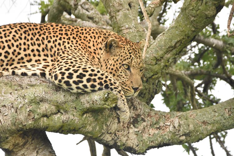 best-kenyan-game-reserves-to-see-the-big-cats