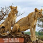 nairobi-national-park-day-tour