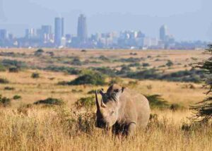 nairobi-national-park-day-tour