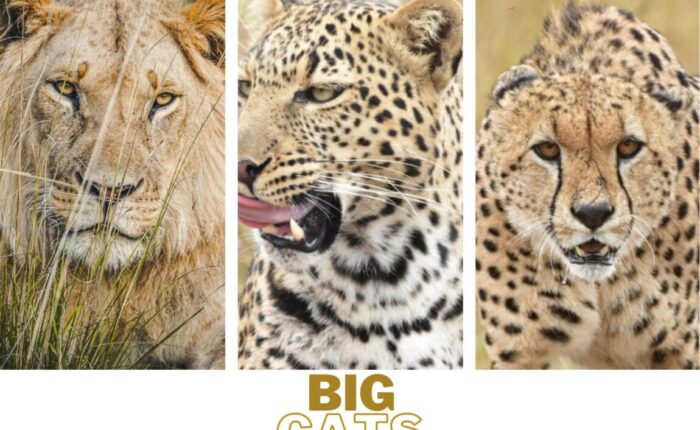 The-big-cats-scaled best-kenyan-game-reserves-to-see-the-big-cats
