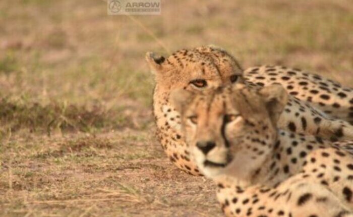 Cheetahs-resting-1 (1) top-destinations-to-explore-in-kenya