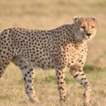 Faktoren, die die Kosten für eine Kenia-Safari beeinflussen