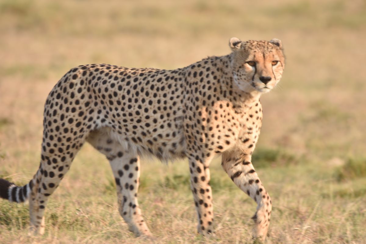 Faktoren, die die Kosten für eine Kenia-Safari beeinflussen Faktoren, die die Kosten für eine Kenia-Safari beeinflussen