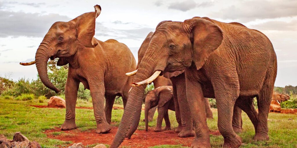 5-tägige-aberdare-olpejeta-samburu-safari