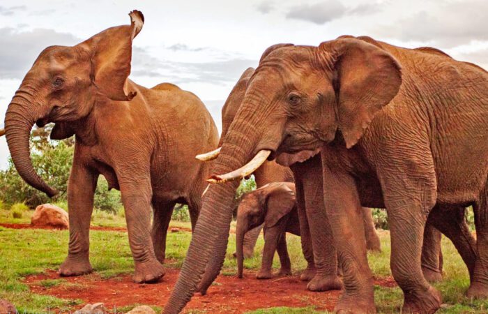 5-tägige-aberdare-olpejeta-samburu-safari