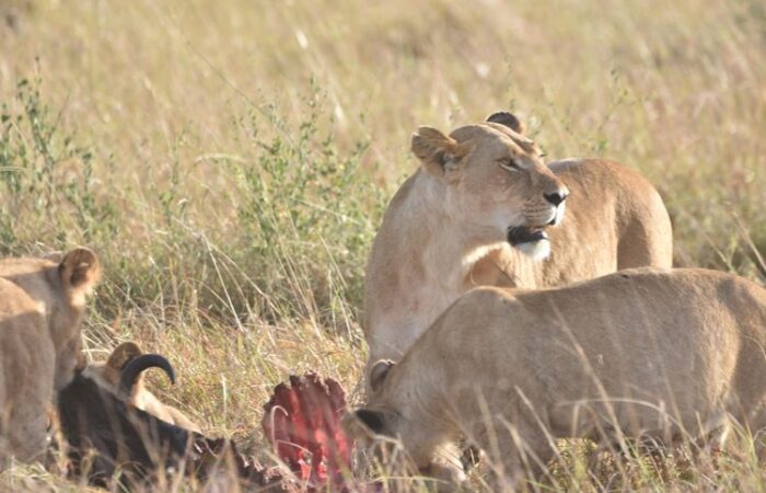 7-days-kenya-highlights-safari