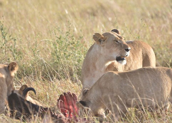 7-days-kenya-highlights-safari