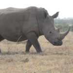 7-days-solio-aberdare-naivasha-and-masai-mara-kenya-safari