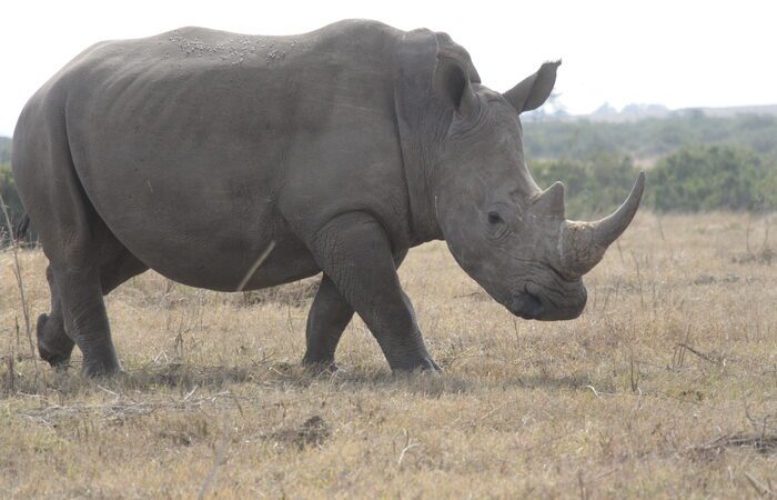 7-tägige-solio-aberdare-naivasha-und-masai-mara-kenya-safari