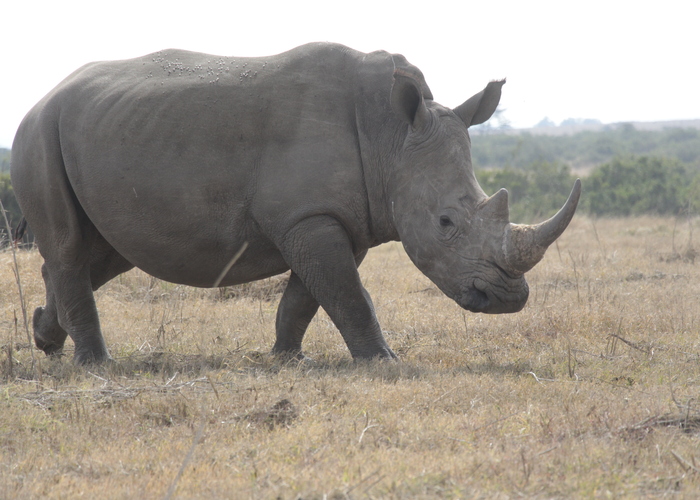 7-tägige-solio-aberdare-naivasha-und-masai-mara-kenya-safari