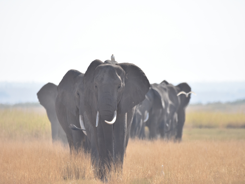 amboseli-national-park-safari-packages