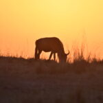 4-days-magical-masai-mara-at-mara-choroa-camp