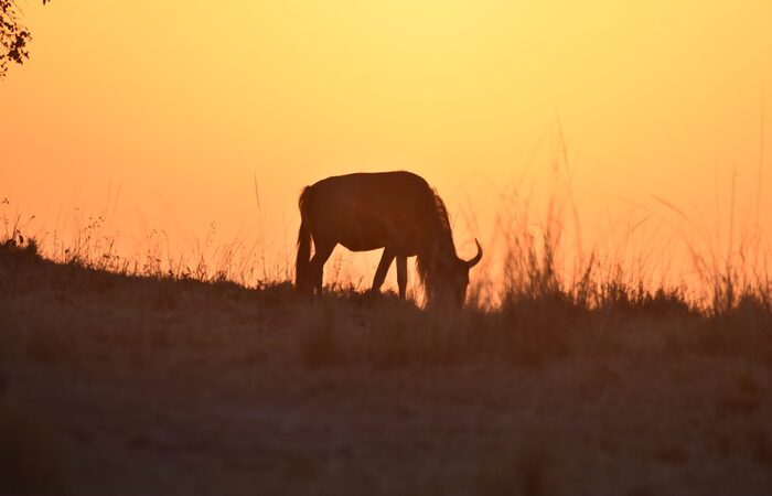 4-tägiges-magisches-masai-mara-im-mara-choroa-camp