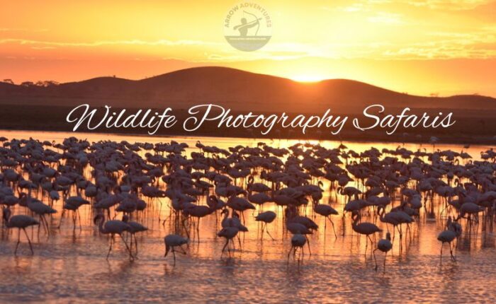 Wildlife Photography tis-when-planning-a-wildlife-photography-safari