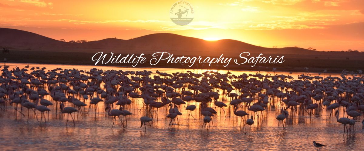 Tipps für die Planung von Safaris zur Wildtierfotografie Wenn Sie eine Wildtier-Fotosafari planen