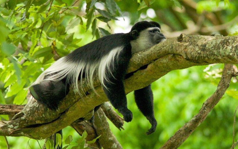 colobus-conservation