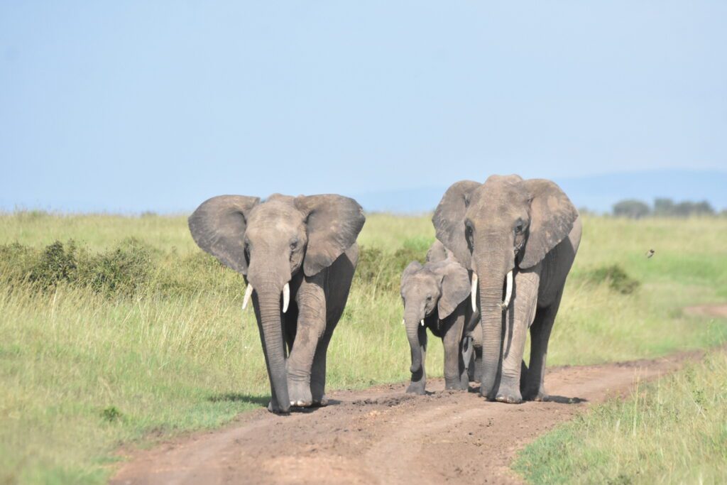 planning-a-perfect-family-safari-holiday-in-kenya