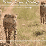 Planung eines perfekten Familien-Safari-Urlaubs