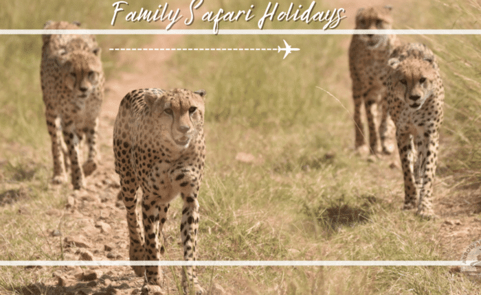 Family Safari Hol (1) planning-a-perfect-family-safari-holiday