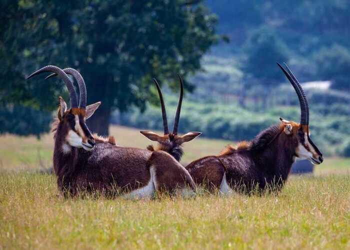 shimba-hills