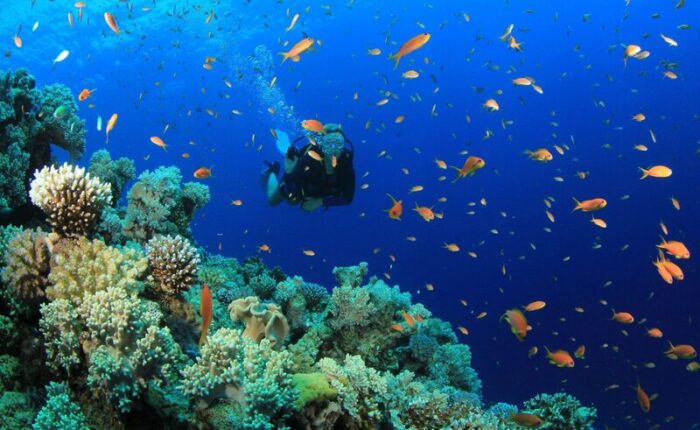 Wasini tour things-to-do-in-diani